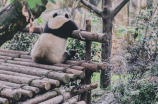 熊猫的寿命最长能达到多少年呢？