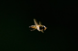 蜜蜂最怕的农药有哪些？