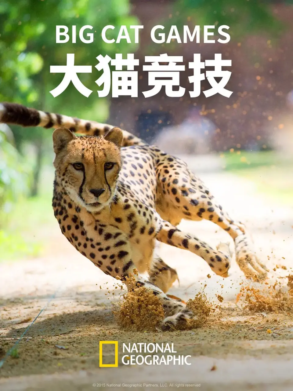 《大猫竞技》：丛林法则下的生存游戏，爆笑与感动的奇妙冒险！